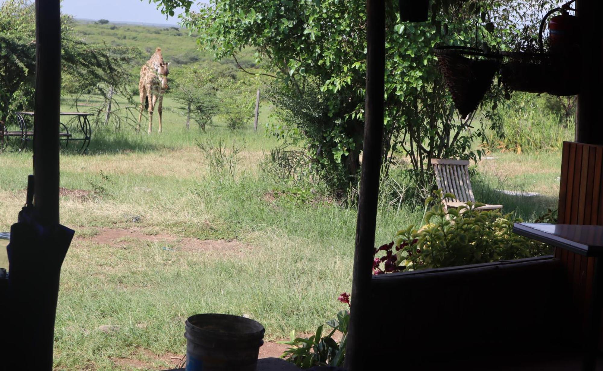 Campsite Kambu Mara Camp Sekenani